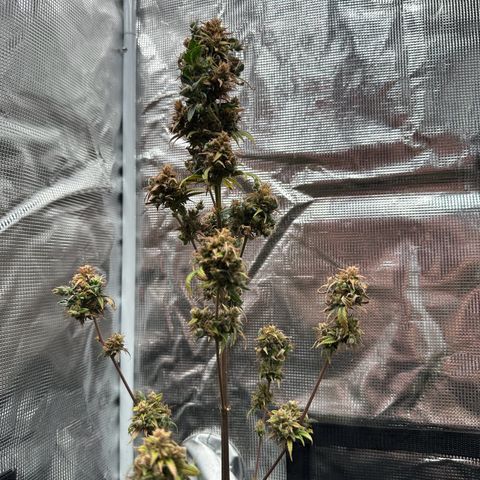 NLAF growlog timeline photo