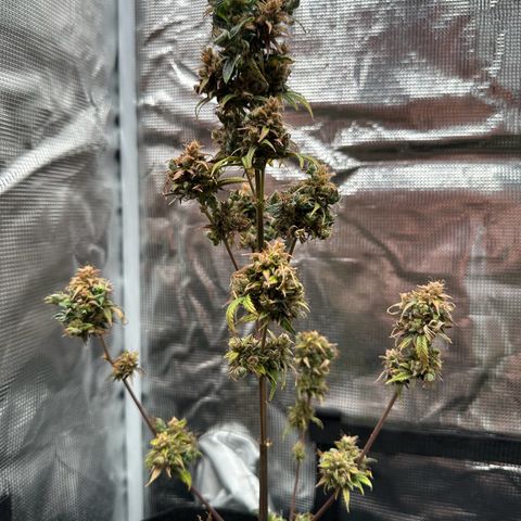 NLAF growlog timeline photo