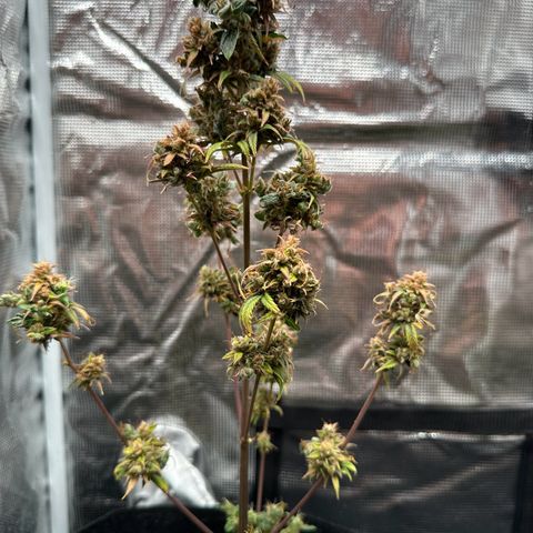 NLAF growlog timeline photo