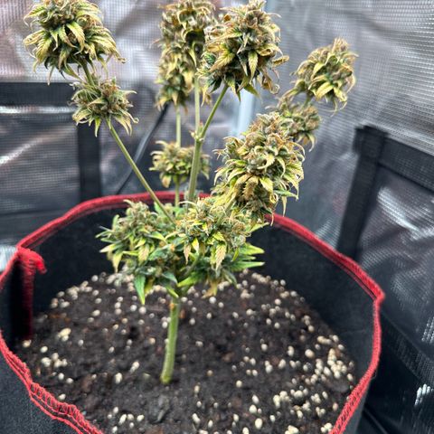 NLAF growlog timeline photo
