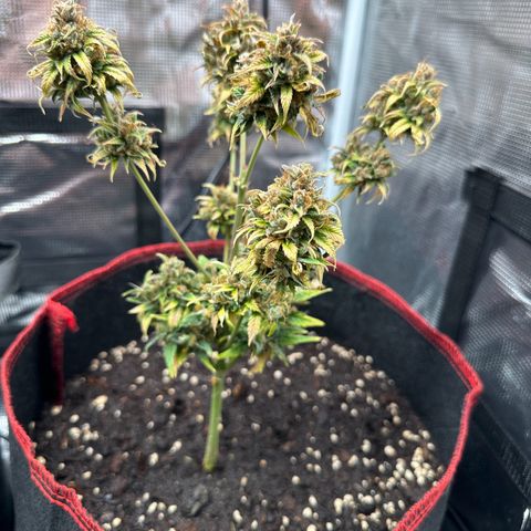 NLAF growlog timeline photo