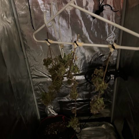 NLAF growlog timeline photo