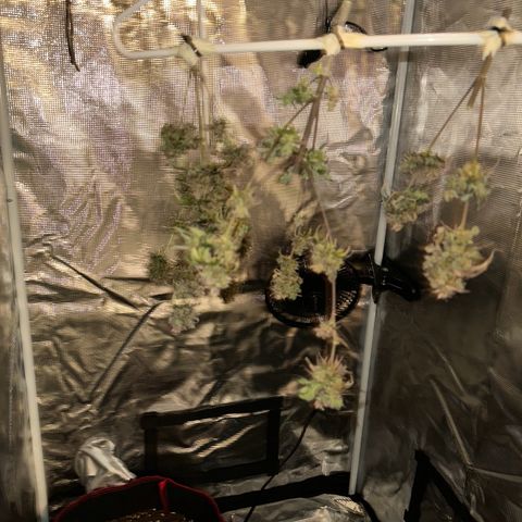 NLAF growlog timeline photo