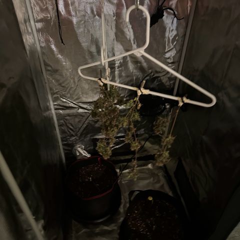 NLAF growlog timeline photo
