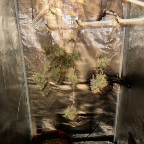 NLAF growlog timeline photo