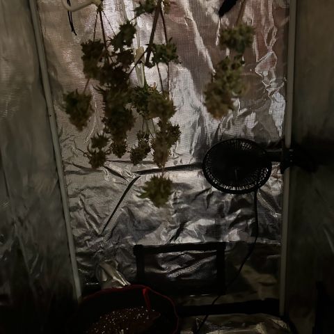 NLAF growlog timeline photo