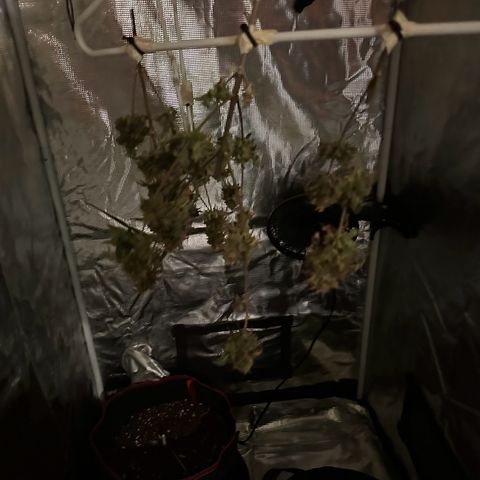 NLAF growlog timeline photo