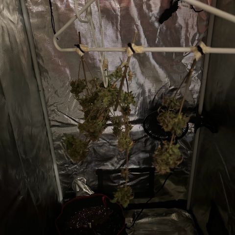 NLAF growlog timeline photo