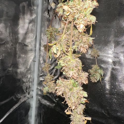 NLAF growlog timeline photo