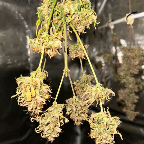 NLAF growlog timeline photo