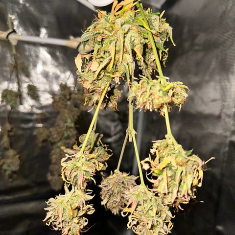 NLAF growlog timeline photo