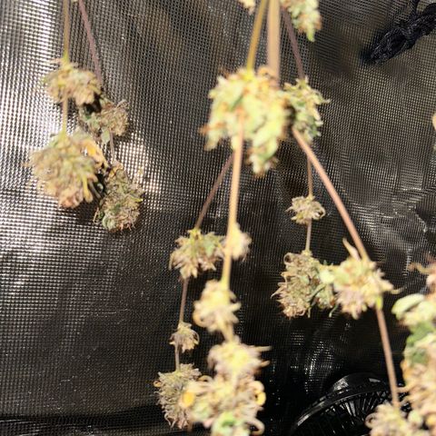 NLAF growlog timeline photo