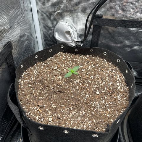 Blue Dream #1 growlog timeline photo