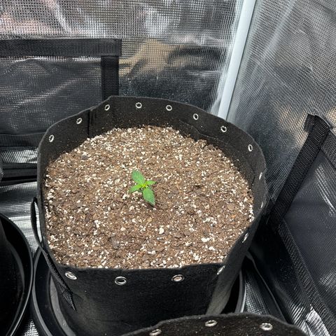 Blue Dream #2 growlog timeline photo