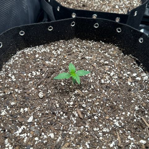 Blue Dream #3 growlog timeline photo