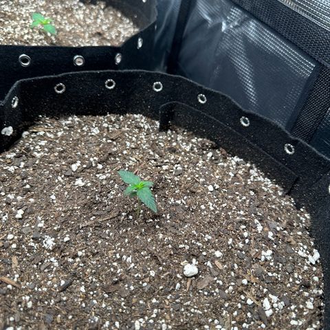 Blue Dream #4 growlog timeline photo