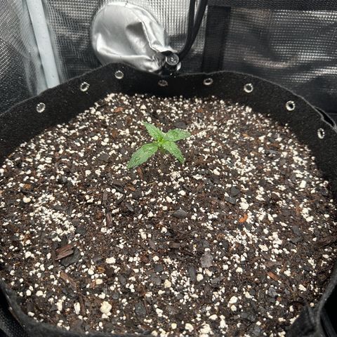 Blue Dream #1 growlog timeline photo