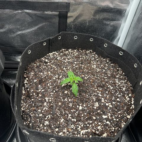Blue Dream #2 growlog timeline photo
