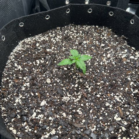 Blue Dream #3 growlog timeline photo