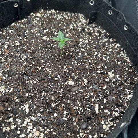 Blue Dream #4 growlog timeline photo