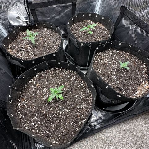 Blue Dream #3 growlog timeline photo