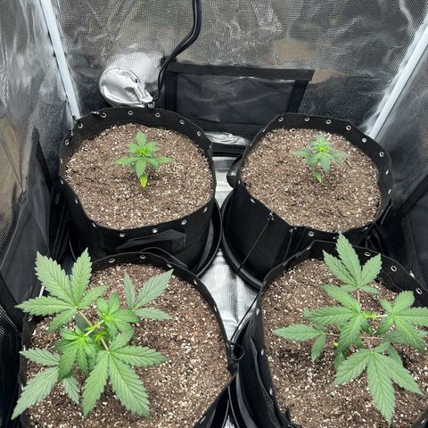 Blue Dream #3 growlog timeline photo
