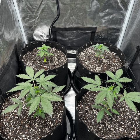 Blue Dream #3 growlog timeline photo