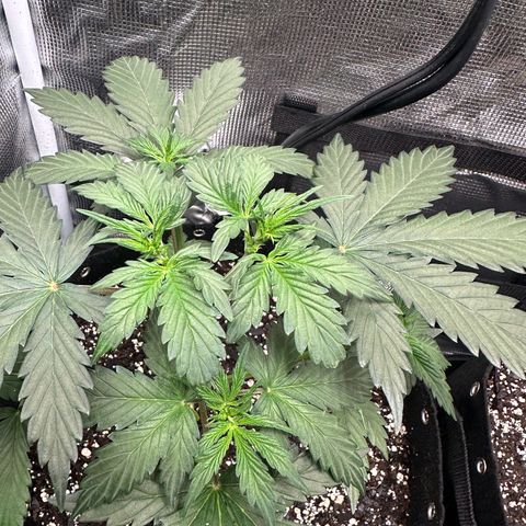 Blue Dream #3 growlog timeline photo