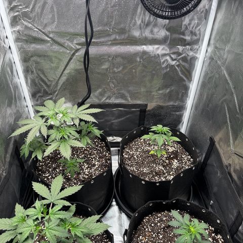 Blue Dream #3 growlog timeline photo