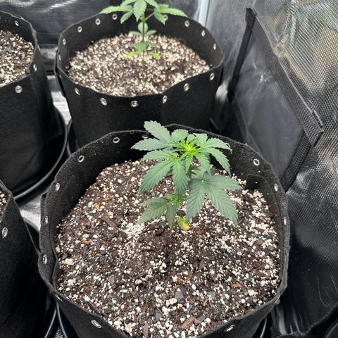 Blue Dream #3 growlog timeline photo