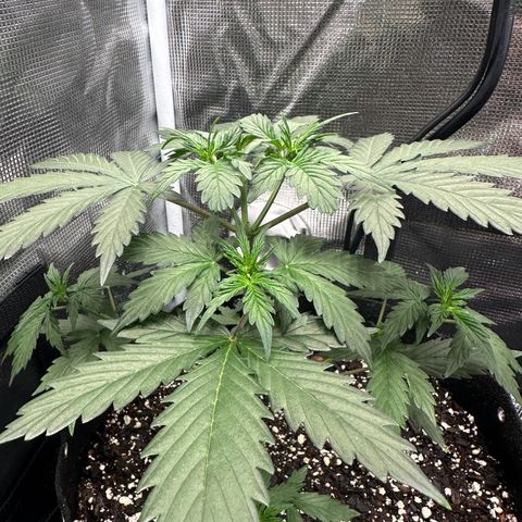 Blue Dream #3 growlog timeline photo