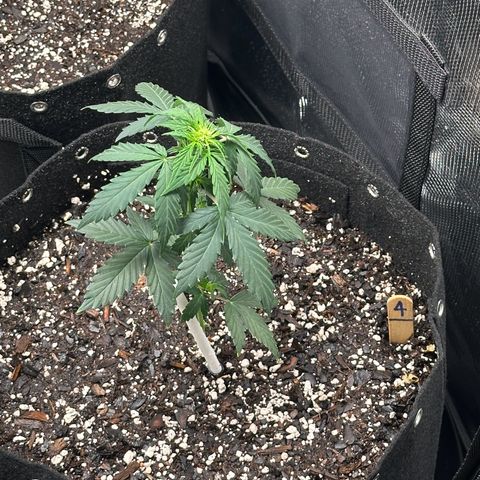 Blue Dream #4 growlog timeline photo