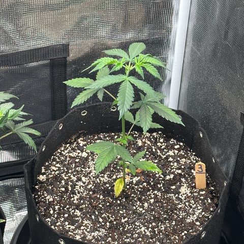 Blue Dream #3 growlog timeline photo