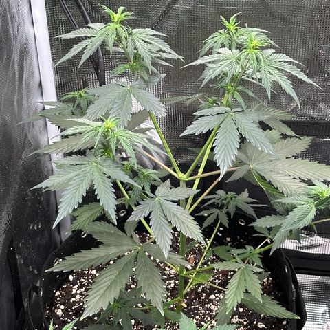 Blue Dream #2 growlog timeline photo