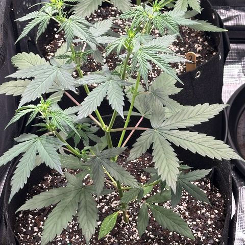 Blue Dream #1 growlog timeline photo