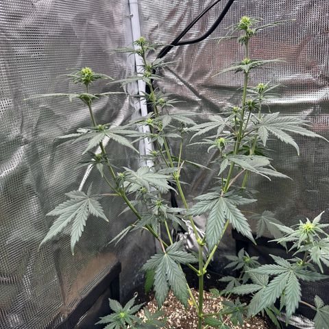 Blue Dream #3 growlog timeline photo