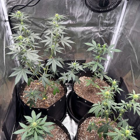 Blue Dream #3 growlog timeline photo