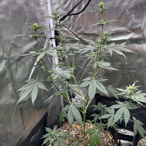Blue Dream #3 growlog timeline photo