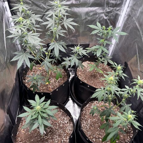 Blue Dream #3 growlog timeline photo
