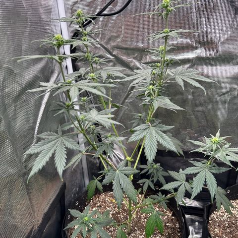 Blue Dream #3 growlog timeline photo