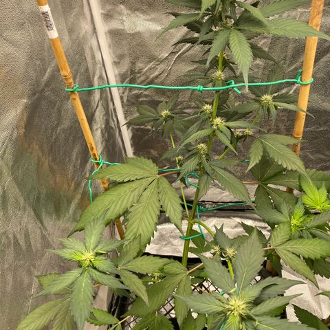 Purple Lemonade FF growlog timeline photo