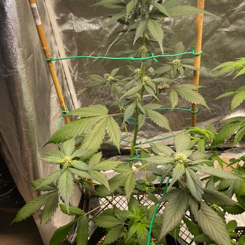 Purple Lemonade FF growlog timeline photo