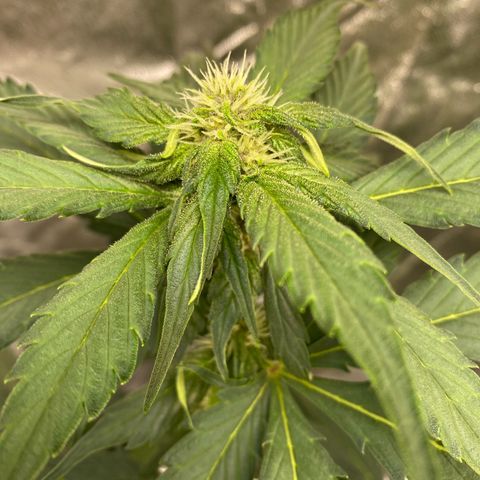 Purple Lemonade FF growlog timeline photo