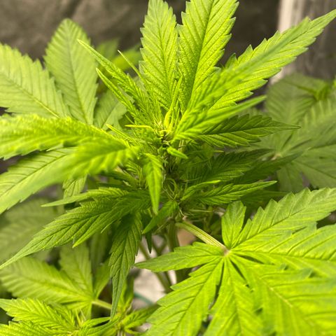 Forbidden Cherry Auto growlog timeline photo