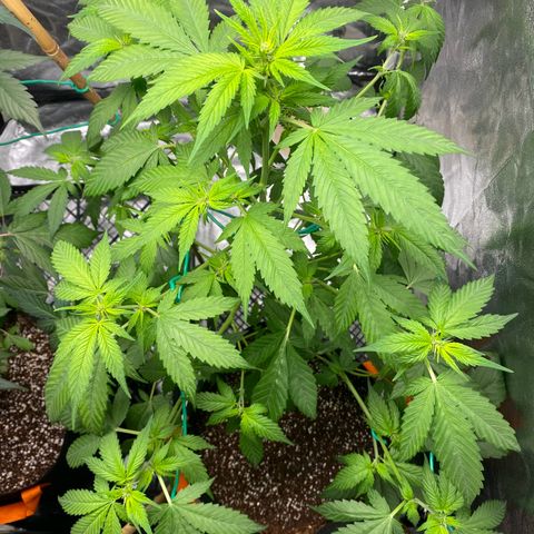 Forbidden Cherry Auto growlog timeline photo