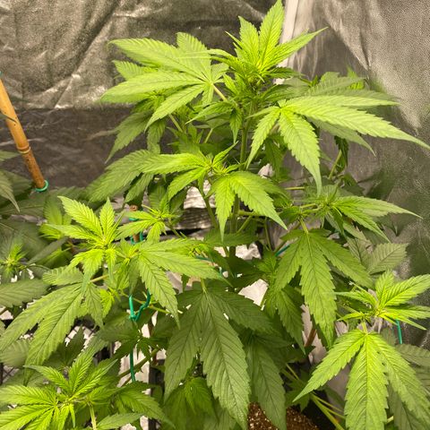 Forbidden Cherry Auto growlog timeline photo