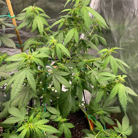 Forbidden Cherry Auto growlog timeline photo