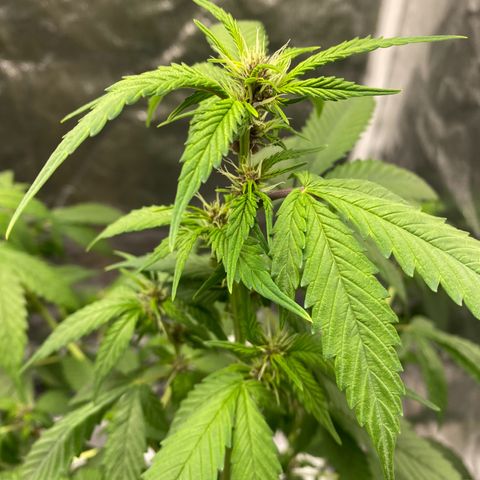 Forbidden Cherry Auto growlog timeline photo