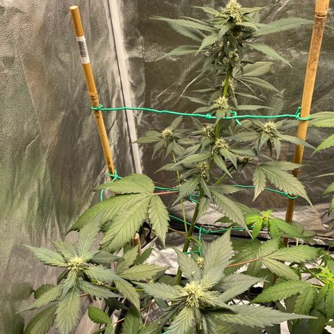 Purple Lemonade FF growlog timeline photo
