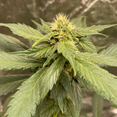 Purple Lemonade FF growlog timeline photo